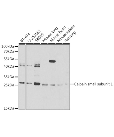 Calpain small subunit 1 Rabbit Polyclonal Antibody