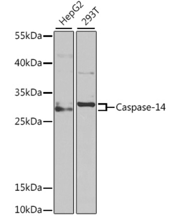 Caspase-14 Rabbit Polyclonal Antibody