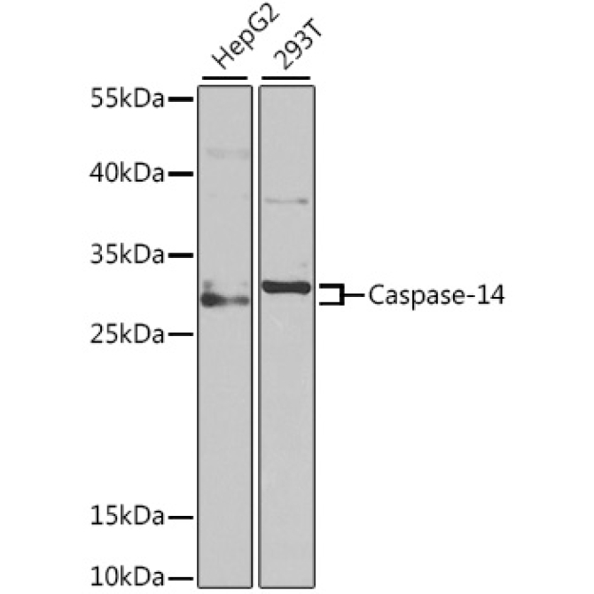 Caspase-14 Rabbit Polyclonal Antibody