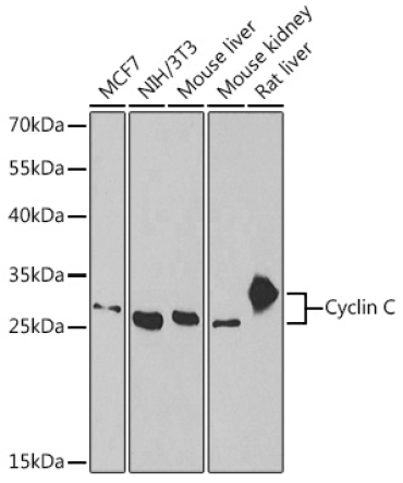Cyclin C Rabbit Polyclonal Antibody