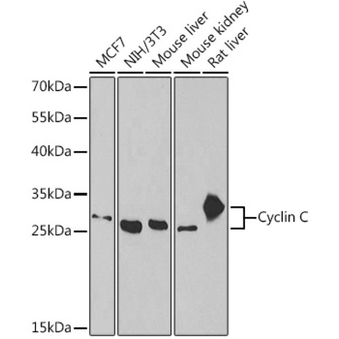 Cyclin C Rabbit Polyclonal Antibody