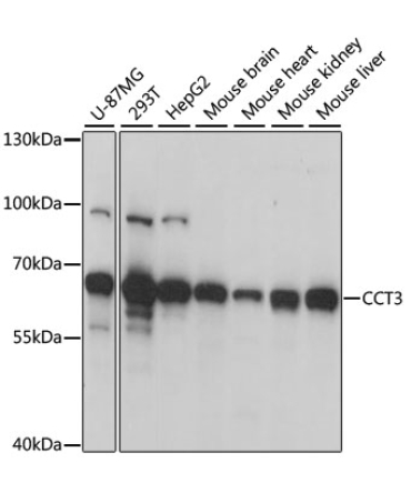 CCT3 Rabbit Polyclonal Antibody