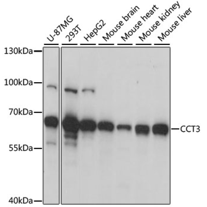 CCT3 Rabbit Polyclonal Antibody