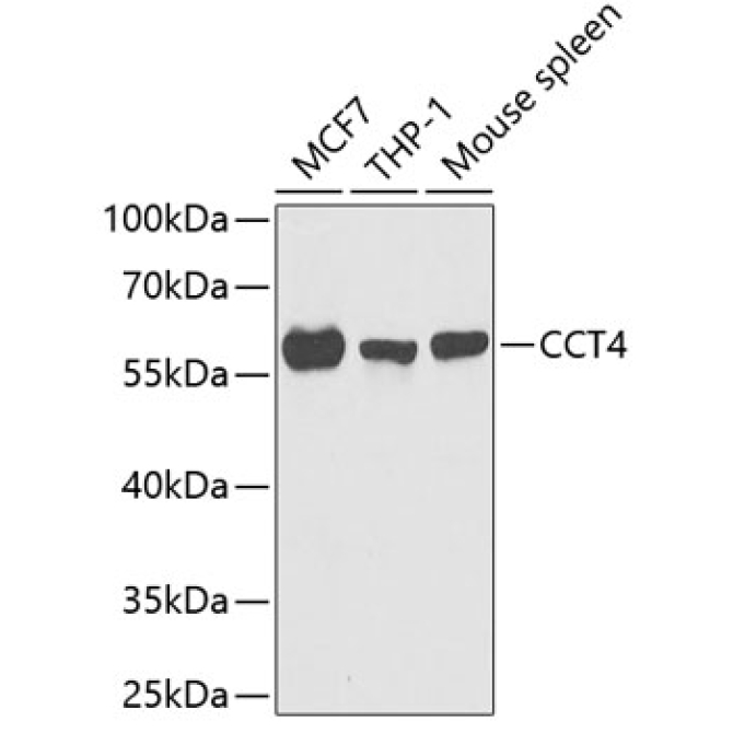 CCT4 Rabbit Polyclonal Antibody
