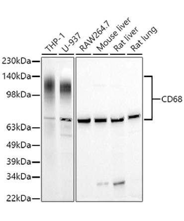 CD68 Rabbit Polyclonal Antibody