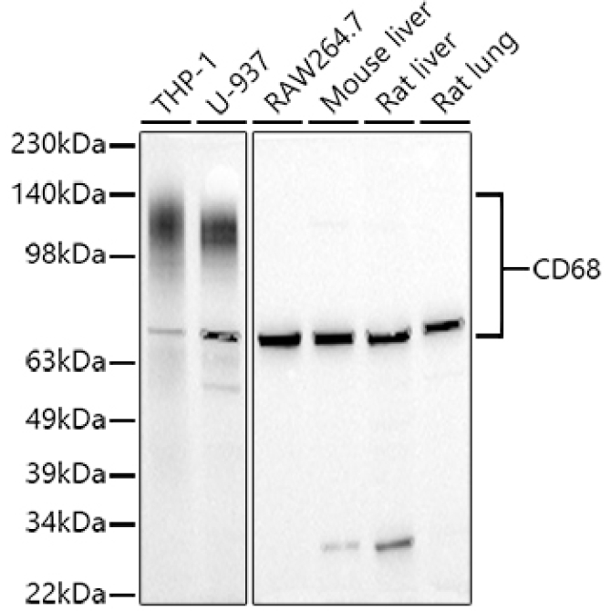 CD68 Rabbit Polyclonal Antibody