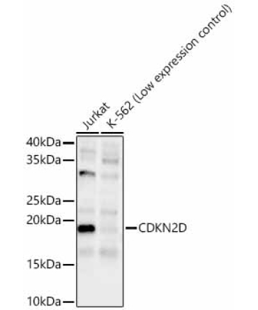 CDKN2D Rabbit Polyclonal Antibody