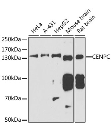 CENPC Rabbit Polyclonal Antibody