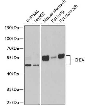 CHIA Rabbit Polyclonal Antibody
