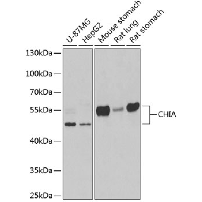 CHIA Rabbit Polyclonal Antibody