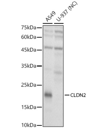 CLDN2 Rabbit Polyclonal Antibody