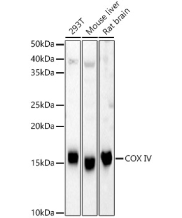COX IV Rabbit Polyclonal Antibody