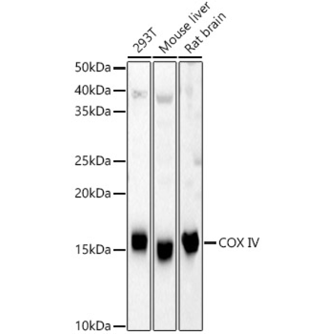 COX IV Rabbit Polyclonal Antibody