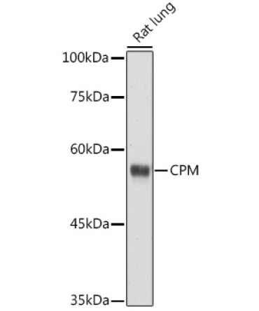 CPM Rabbit Polyclonal Antibody
