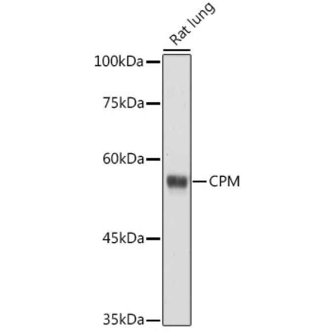 CPM Rabbit Polyclonal Antibody