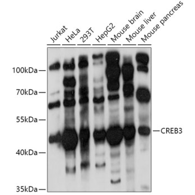 CREB3 Rabbit Polyclonal Antibody