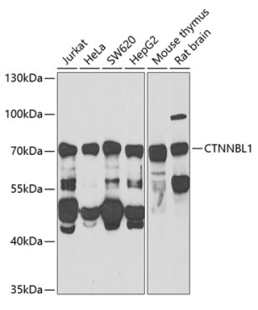 CTNNBL1 Rabbit Polyclonal Antibody
