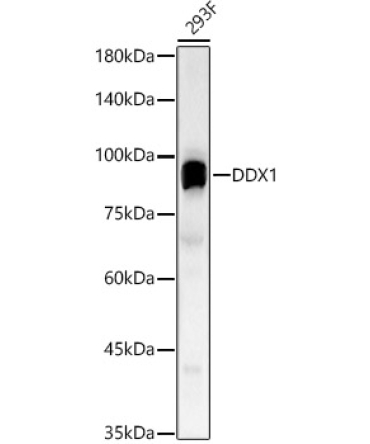 DDX1 Rabbit Polyclonal Antibody