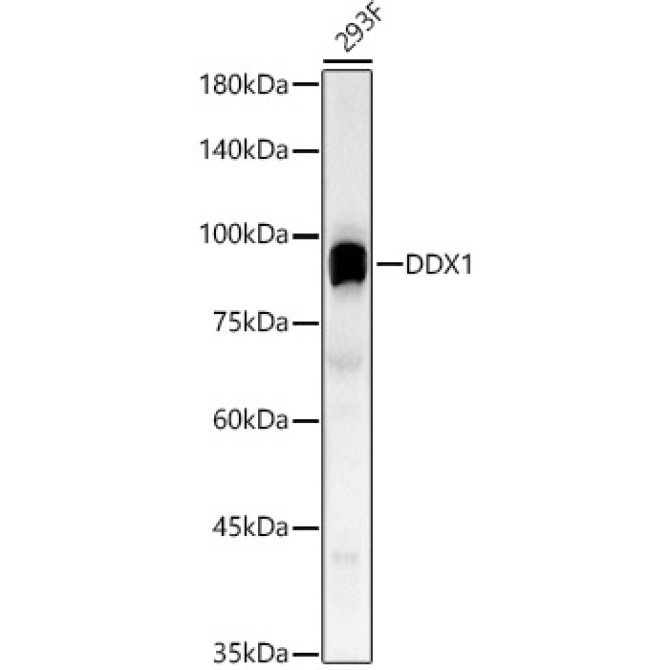 DDX1 Rabbit Polyclonal Antibody