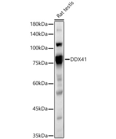 DDX41 Rabbit Polyclonal Antibody