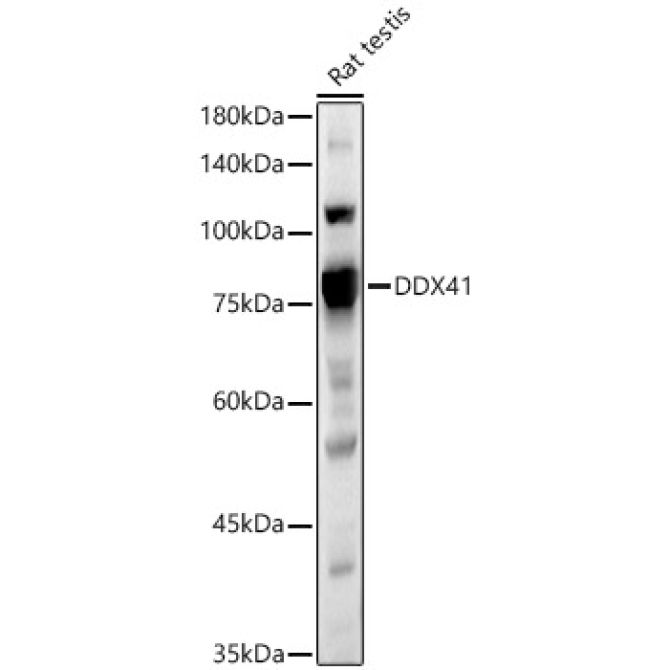 DDX41 Rabbit Polyclonal Antibody