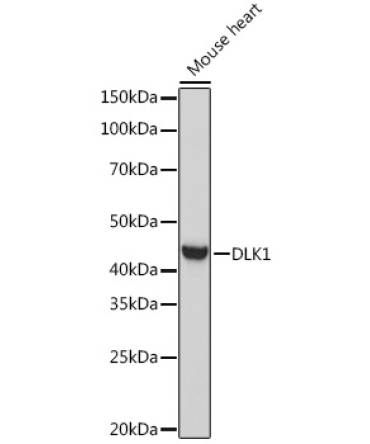 DLK1 Rabbit Polyclonal Antibody