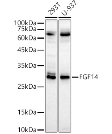 FGF14 Rabbit Polyclonal Antibody