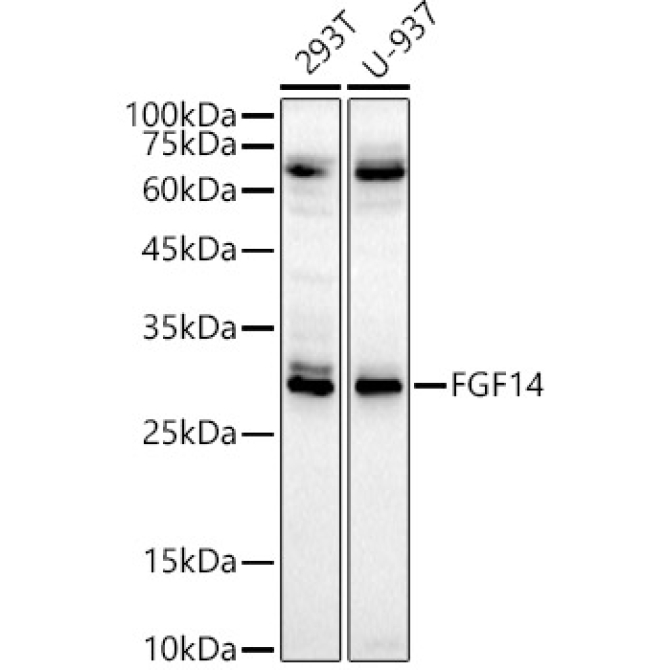 FGF14 Rabbit Polyclonal Antibody