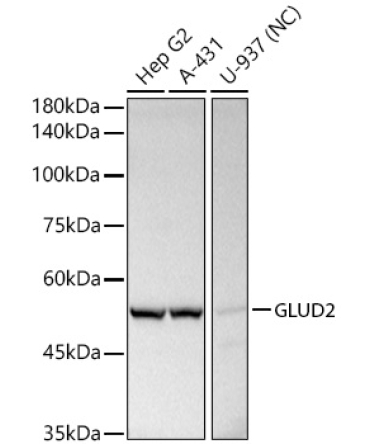 GLUD2 Rabbit Polyclonal Antibody