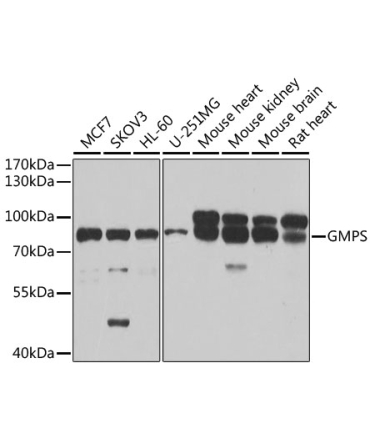 GMPS Rabbit Polyclonal Antibody