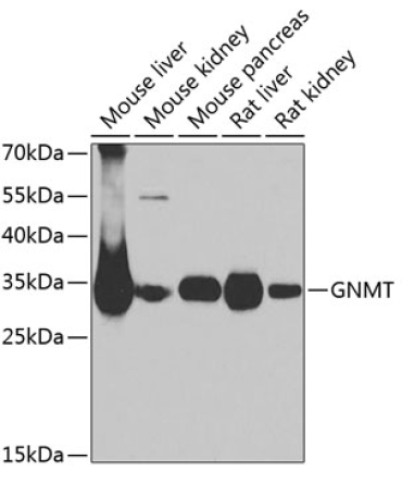 GNMT Rabbit Polyclonal Antibody