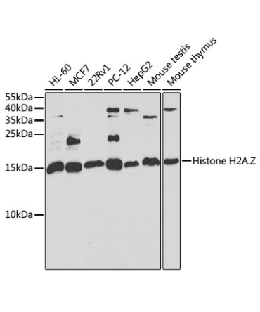 Histone H2A.Z Rabbit Polyclonal Antibody [KO Validated]