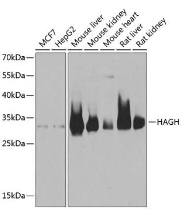HAGH Rabbit Polyclonal Antibody