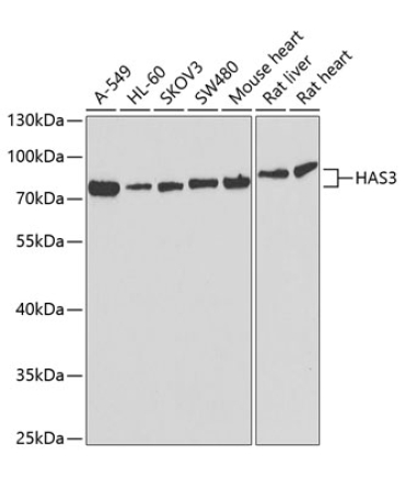 HAS3 Rabbit Polyclonal Antibody