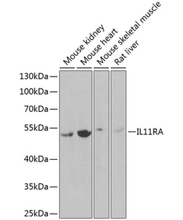 IL11RA Rabbit Polyclonal Antibody