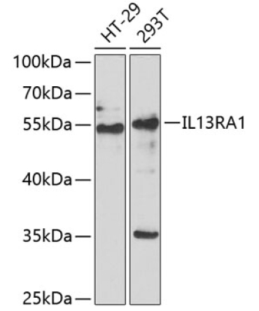 IL13RA1 Rabbit Polyclonal Antibody