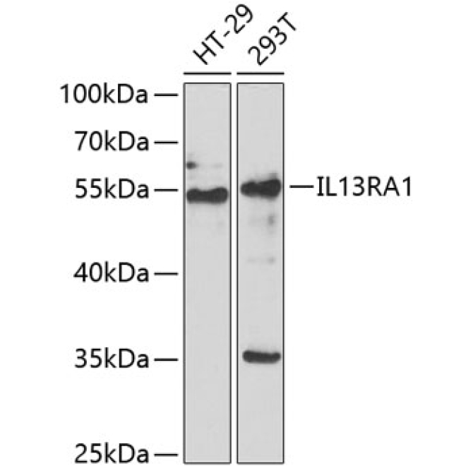 IL13RA1 Rabbit Polyclonal Antibody