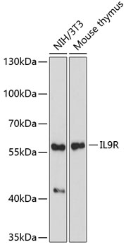 IL9R Rabbit Polyclonal Antibody