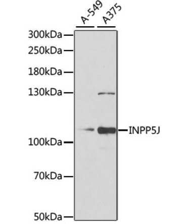 INPP5J Rabbit Polyclonal Antibody