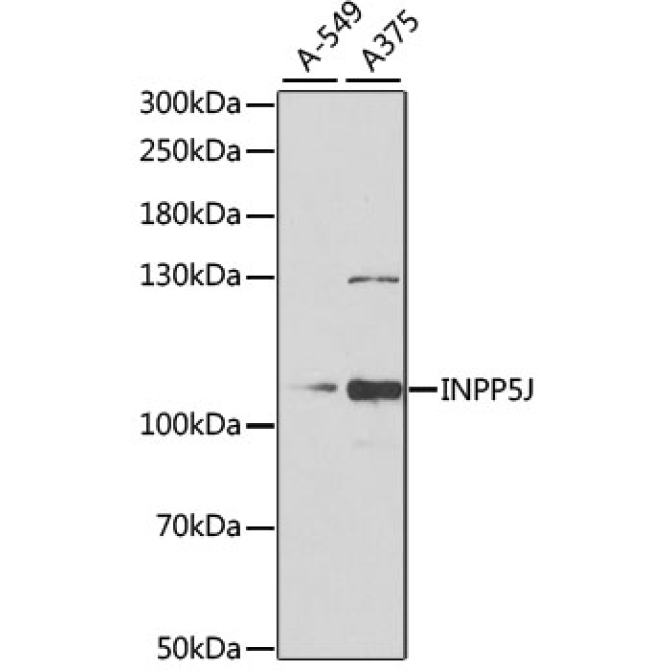 INPP5J Rabbit Polyclonal Antibody