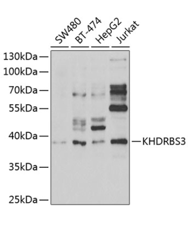 KHDRBS3 Rabbit Polyclonal Antibody