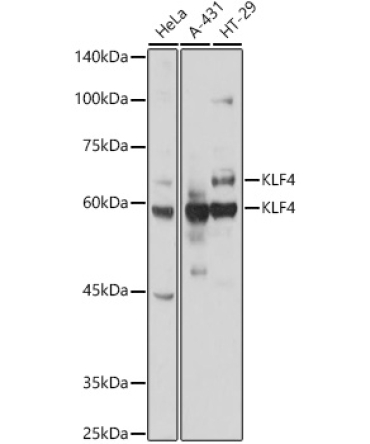 KLF4 Rabbit Polyclonal Antibody