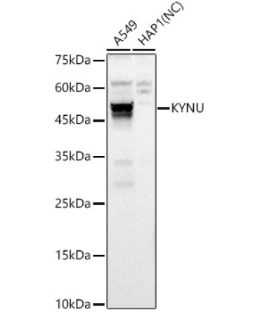 KYNU Rabbit Polyclonal Antibody
