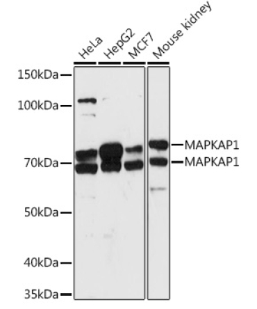 MAPKAP1 Rabbit Polyclonal Antibody