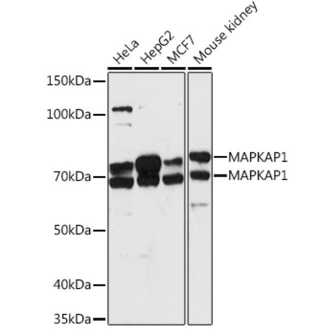 MAPKAP1 Rabbit Polyclonal Antibody
