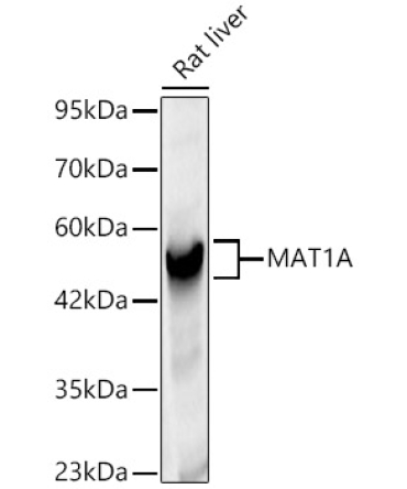 MAT1A Rabbit Polyclonal Antibody