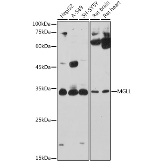 MGLL Rabbit Polyclonal Antibody