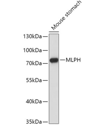 MLPH Rabbit Polyclonal Antibody