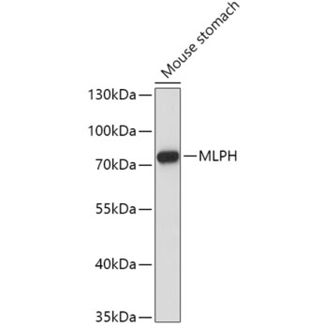 MLPH Rabbit Polyclonal Antibody