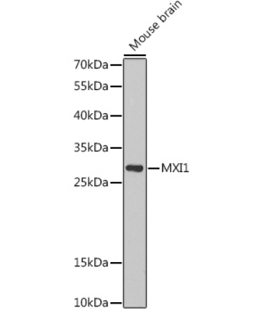MXI1 Rabbit Polyclonal Antibody